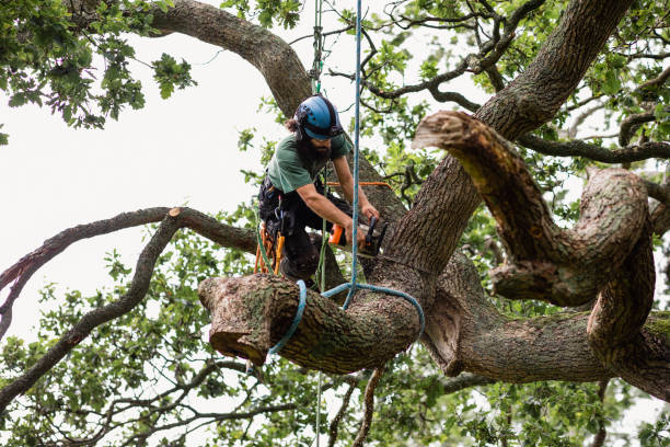 How Our Tree Care Process Works  in  Columbus, GA